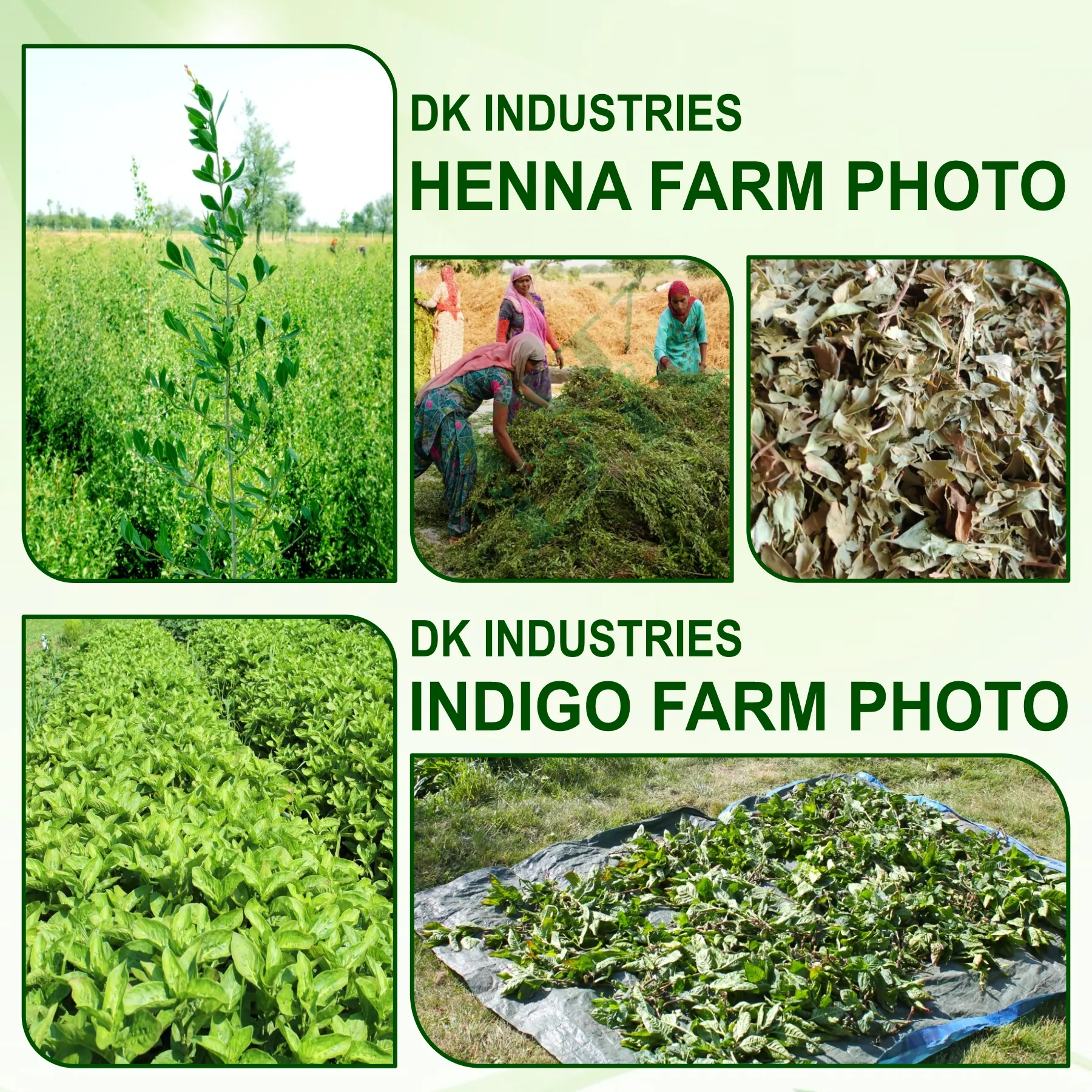 Henna Powder - www.dkihenna.com (8)